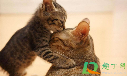 猫咪禁情粉吃了有副作用吗(猫咪吃了禁情粉会怎么样) 猫咪禁情粉吃了有副作用吗(猫咪吃了禁情粉会怎么样)