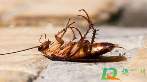 出现蟑螂的洗衣机还能用吗(洗衣机洗完发现有蟑螂)