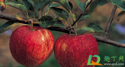 下雨天摘水果会不会容易烂(水果淋雨后易烂) 下雨天摘水果会不会容易烂(水果淋雨后易烂)