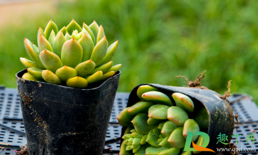 多肉几月份休眠(多肉植物几月份休眠) 多肉几月份休眠(多肉植物几月份休眠)