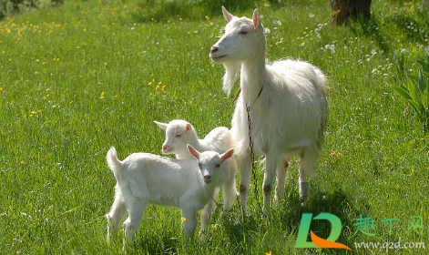 喝现挤羊奶得布病怎么回事(喝羊奶会传染布病吗)