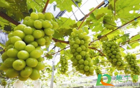 阳光玫瑰能带皮吃吗(阳光玫瑰要剥皮吃吗)