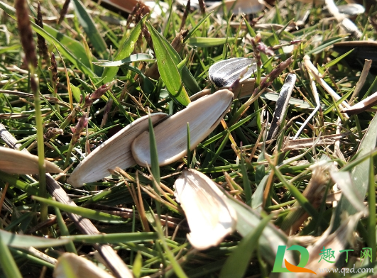 瓜子壳能混合土栽花吗(瓜子壳可以做花肥料吗)