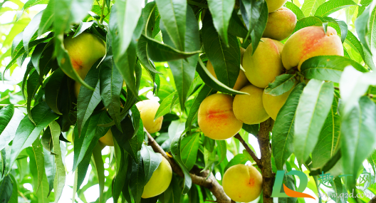 桃子为什么后期会软果(桃子为什么不会软) 桃子为什么后期会软果(桃子为什么不会软)