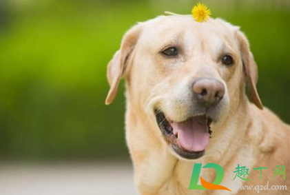 狗狗吃湿粮会拉肚子吗(小狗吃干狗粮拉肚子) 狗狗吃湿粮会拉肚子吗(小狗吃干狗粮拉肚子)