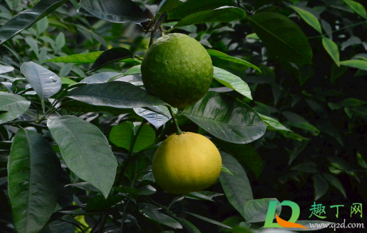 柑橘为何会得炭疽病(柑橘炭疽病落果) 柑橘为何会得炭疽病(柑橘炭疽病落果)