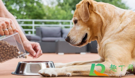 狗狗吃湿粮会拉肚子吗(小狗吃干狗粮拉肚子)