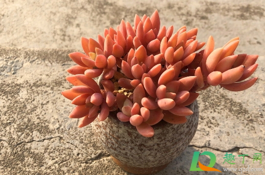 布丁多肉怎么好养吗(多肉布丁怎么养才漂亮)