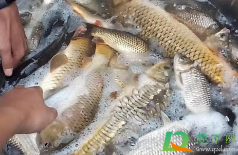 玉米泡酒可以钓鲤鱼吗(钓鲤鱼玉米泡酒钓鱼配方大全)