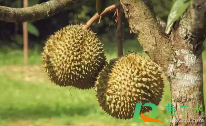 吃了榴莲燥得睡不着怎么办(吃了榴莲睡觉浑身燥热)