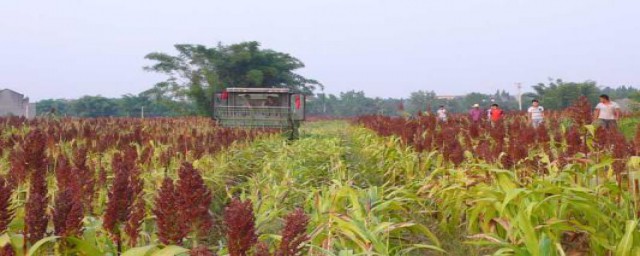 有什么夏季农事活动(夏季的农事活动都有什么)