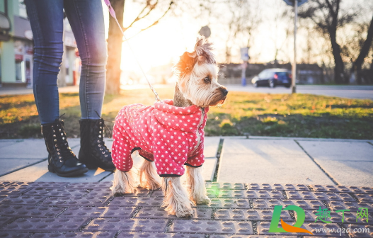 小型犬出门要栓绳吗(小型犬可以不栓绳吗)