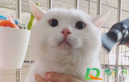 猫指甲剪出血会自愈吗(给猫剪指甲轻微出血会自愈吗) 猫指甲剪出血会自愈吗(给猫剪指甲轻微出血会自愈吗)