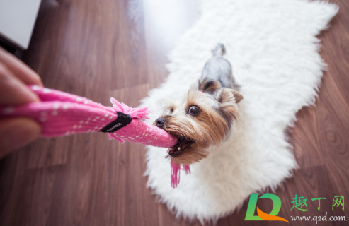 幼犬几个月可以牵引绳(两个月的狗能用牵引绳吗)