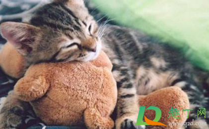 猫怕什么气味一闻就跑(猫猫最怕什么东西或气味?我家猫总往楼道里跑) 猫怕什么气味一闻就跑(猫猫最怕什么东西或气味?我家猫总往楼道里跑)