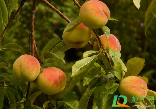 没有摘的桃子淋雨水会不会烂(下雨天摘桃子容易烂吗)