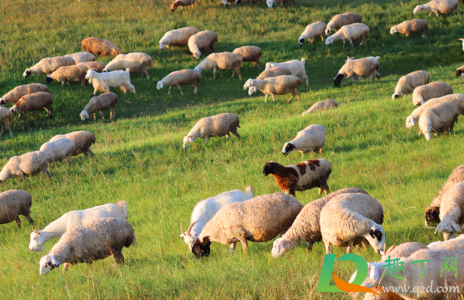 挤出的羊奶发黄是怎么回事(鲜羊奶变黄怎么回事)