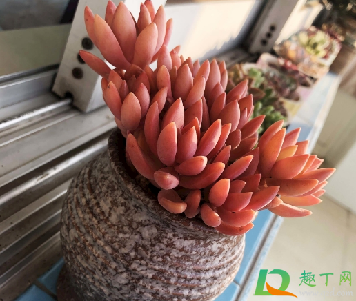 布丁多肉怎么好养吗(多肉布丁怎么养才漂亮) 布丁多肉怎么好养吗(多肉布丁怎么养才漂亮)