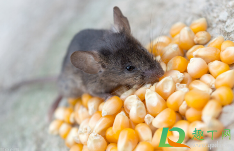 饭里有老鼠屎还能吃吗(老鼠屎掉饭里能不能再吃了)