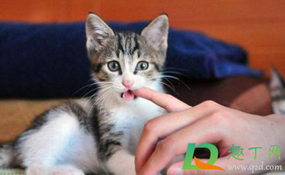 猫咪瞳孔变圆是什么意思(猫的瞳孔变圆是什么情况)