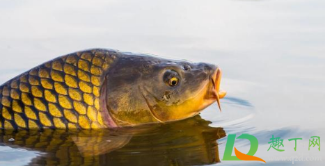 玉米泡酒可以钓鲤鱼吗(钓鲤鱼玉米泡酒钓鱼配方大全) 玉米泡酒可以钓鲤鱼吗(钓鲤鱼玉米泡酒钓鱼配方大全)