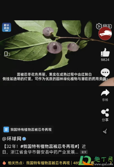 蕊被忍冬是什么植物(什么是忍冬科植物)