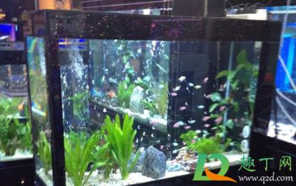 一天的鱼缸水为什么是绿色的(鱼缸水怎么会变绿色) 一天的鱼缸水为什么是绿色的(鱼缸水怎么会变绿色)