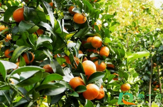 用什么肥料能使沙糖桔早熟(沙糖桔怎样施肥)