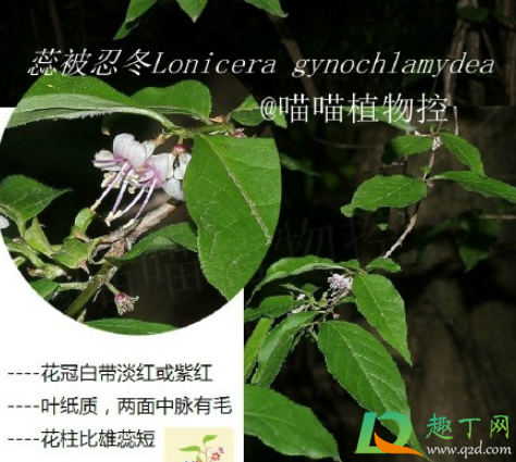 蕊被忍冬是什么植物(什么是忍冬科植物)