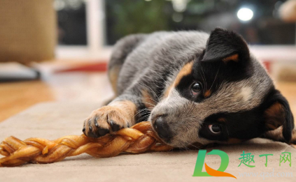 狗狗吃湿粮会拉肚子吗(小狗吃干狗粮拉肚子) 狗狗吃湿粮会拉肚子吗(小狗吃干狗粮拉肚子)