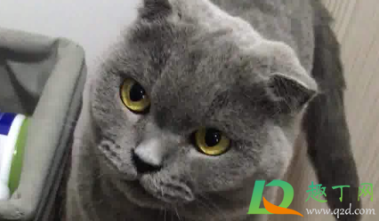 猫指甲剪出血会自愈吗(给猫剪指甲轻微出血会自愈吗) 猫指甲剪出血会自愈吗(给猫剪指甲轻微出血会自愈吗)