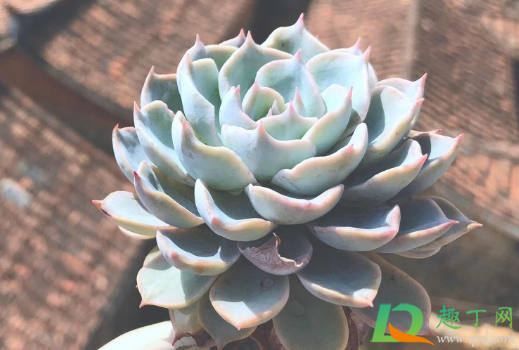 多肉几月份休眠(多肉植物几月份休眠)