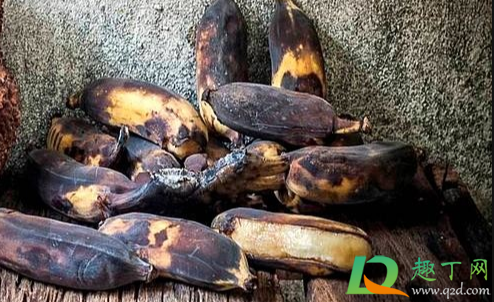 坏了的香蕉可以做花肥吗(坏香蕉可以给花沤肥吗) 坏了的香蕉可以做花肥吗(坏香蕉可以给花沤肥吗)