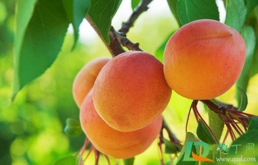 为什么桃子硬的好吃(比较硬的桃子)