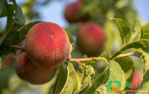 桃子为什么后期会软果(桃子为什么不会软)