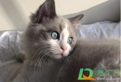 猫咪瞳孔变圆是什么意思(猫的瞳孔变圆是什么情况) 猫咪瞳孔变圆是什么意思(猫的瞳孔变圆是什么情况)