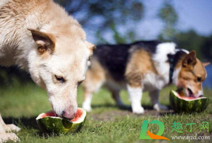 狗狗吃湿粮会拉肚子吗(小狗吃干狗粮拉肚子) 狗狗吃湿粮会拉肚子吗(小狗吃干狗粮拉肚子)