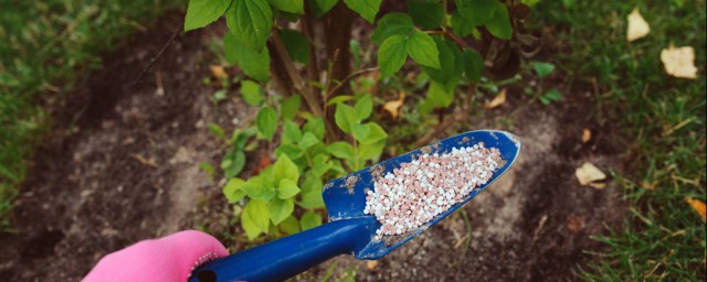 果实膨大期应该如何施肥(果实膨大期用什么叶面肥)