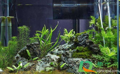 一天的鱼缸水为什么是绿色的(鱼缸水怎么会变绿色) 一天的鱼缸水为什么是绿色的(鱼缸水怎么会变绿色)