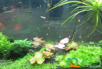 鱼缸水藻泛滥怎么办(鱼缸绿藻泛滥) 鱼缸水藻泛滥怎么办(鱼缸绿藻泛滥)