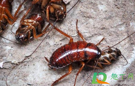 出现蟑螂的洗衣机还能用吗(洗衣机洗完发现有蟑螂)