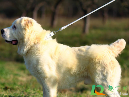 幼犬几个月可以牵引绳(两个月的狗能用牵引绳吗)