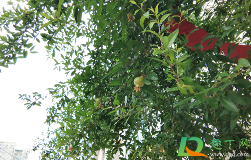 矮化石榴树可以盆栽吗(矮化石榴树能长大嘛)