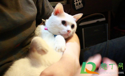 猫怕什么气味一闻就跑(猫猫最怕什么东西或气味?我家猫总往楼道里跑) 猫怕什么气味一闻就跑(猫猫最怕什么东西或气味?我家猫总往楼道里跑)