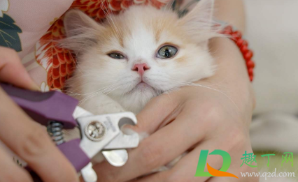 猫指甲剪出血会自愈吗(给猫剪指甲轻微出血会自愈吗) 猫指甲剪出血会自愈吗(给猫剪指甲轻微出血会自愈吗)