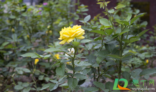 月季上能够嫁接石榴吗(盆栽月季石榴的养殖方法)