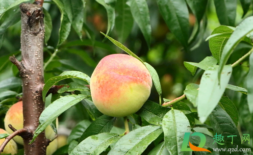 桃子上有黑点还能吃不(桃子上很多黑点) 桃子上有黑点还能吃不(桃子上很多黑点)