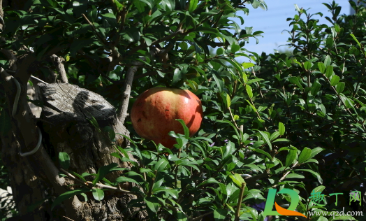 矮化石榴树可以盆栽吗(矮化石榴树能长大嘛)