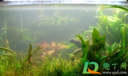 鱼缸水灰蒙蒙的是怎么挽救(鱼缸灰白水怎么办)