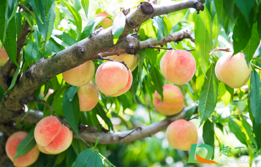 没有摘的桃子淋雨水会不会烂(下雨天摘桃子容易烂吗)